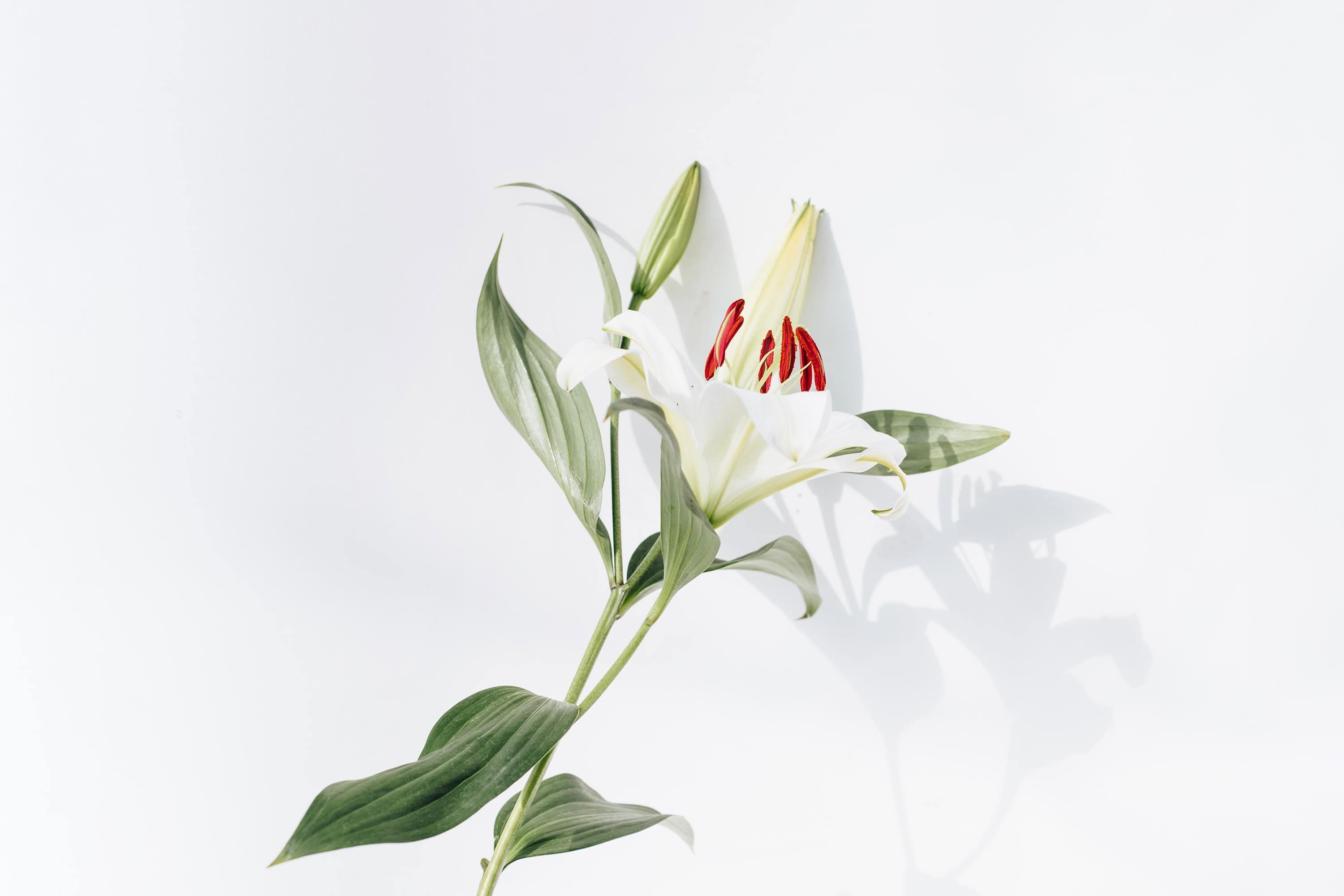 White lily — a gentle image for obituary examples and remembrance